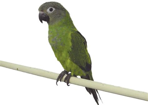 Conure Bird & Green Cheek Conure Care | Petco