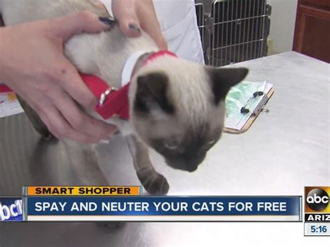 December: Free spay & neuter surgeries for cats