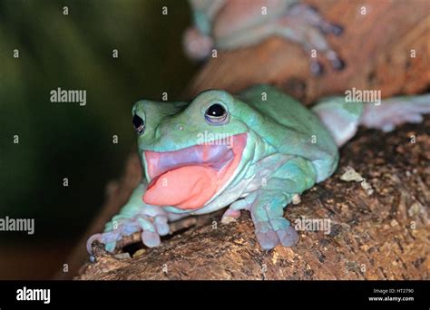 Frog tongue hi-res stock photography and images - Alamy