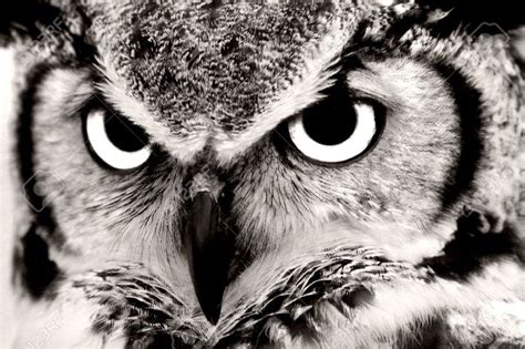 Black and White Great Horned Owl Closeup | Owl photography, Owl tattoo ...