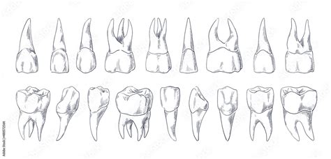 Teeth sketch. Hand drawn different types of human tooth collection. Dentist graphic template ...