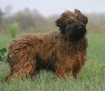 Briard Dog Training: How Well Is Your Briard Groomed?