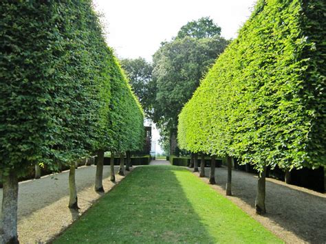 Pleached Hornbeam Hedge Carpinus betulus 'Fastigiata' Hidcote Manor Garden- | H E D G E S ...