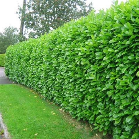 Which hedge – Artofit