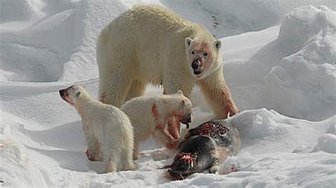 National Geographic Animal - The Great Polar Bear Family Discovery ...