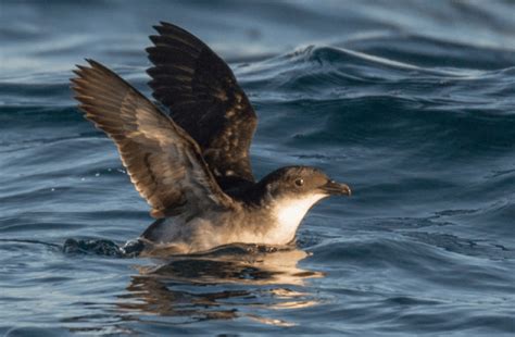 Peruvian Diving-petrel Downlisted - American Bird Conservancy