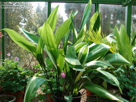 PlantFiles Pictures: Variegated Cast Iron Plant 'Variegata' (Aspidistra ...