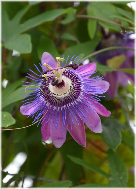 Dutch Flowers In Gardens 72 Free Stock Photo - Public Domain Pictures