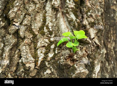 Tree bark background Stock Photo - Alamy