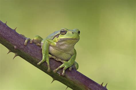 Biology students expose exotic amphibians in the dunes