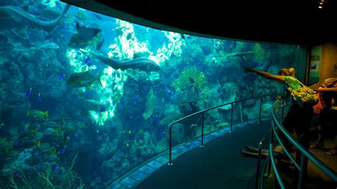 Aquarium of the Pacific in Los Angeles, California | Expedia