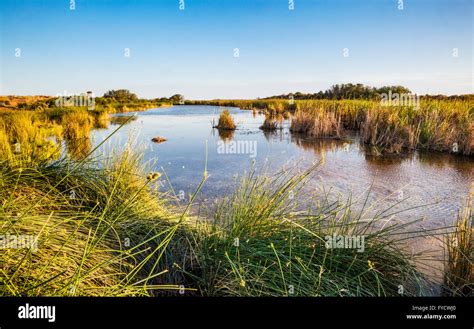 Witjira National Park, Simpson Desert, Purni Bore wetlands, South ...