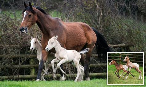 Horse that gave birth to identical twins defies 1million-1 odds after giving birth to second set ...