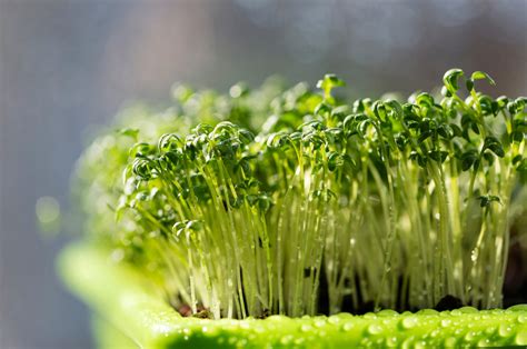 The Best Greenhouse Vegetables And Tips For Growing Them