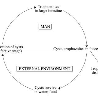 LIFE CYCLE OF BALANTIDIUM COLI PDF