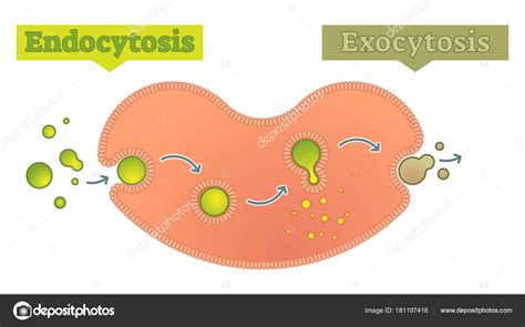 Endozytose und Exozytose - wie Zelle Moleküle transportiert Stock Vector by ©VectorMine 181197418