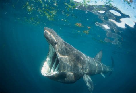 A Day in the (Wild) Life...: Basking shark!!!