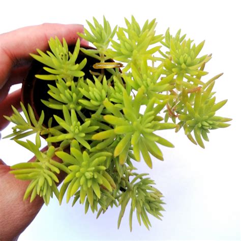 Sedum Mexicanum Lemon Ball – Rooted Plant – Succulent Plants UK