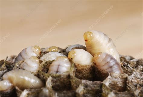 Wasp larvae - Stock Image - C020/0670 - Science Photo Library