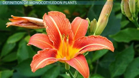 Monocotyledon Plants | Definition, Characteristics & Examples - Lesson | Study.com