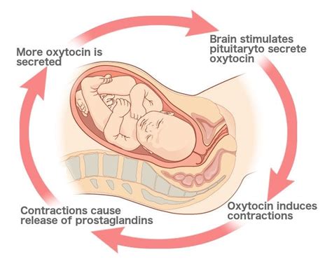 Feedback Mechanism: What Are Negative And Positive Feedback Mechanisms?