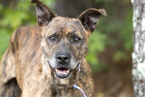 Happy Senior Brindle Dutch Shepherd Mix Breed Dog Outside Stock Photo ...