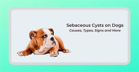 Sebaceous Cyst Dogs - I Love Veterinary