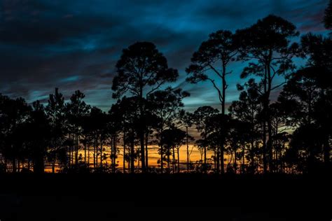 Sunset Silhouette | Pine tree silhouette, Tree silhouette sunset, Tree ...