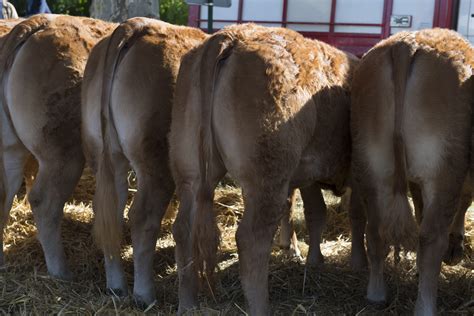 Clogher Valley Livestock Producers