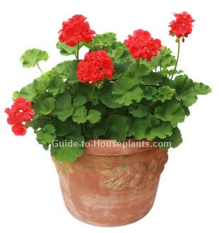 Geranium Care Tips: Growing Geraniums in Containers