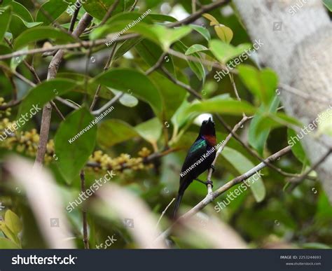 1 Burung Kolibri Ninja Images, Stock Photos & Vectors | Shutterstock