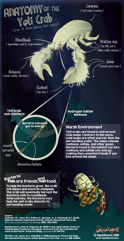 Anatomy of the Yeti Crab (Kiwa hirsuta) | Marine biology, Deep sea creatures, Marine life