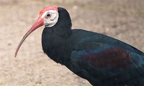 Threatened Endemic Birds Of South Africa - WorldAtlas.com