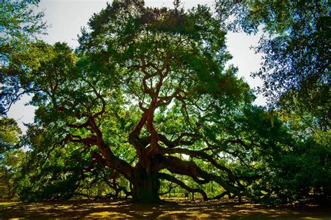 Awesome Old Angel Oak Tree Photograph