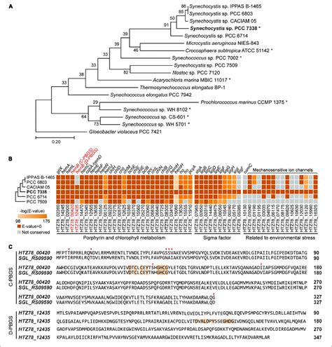 | Genome completion of Synechocystis sp. PCC 7338 and comparison with ...