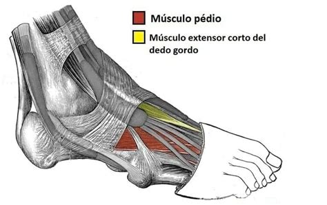 Músculos dorsales del pie (origen, inserciones, inervación, acción)