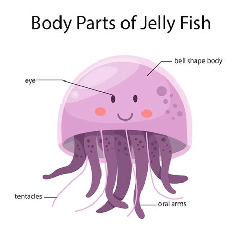 Illustrator of body parts of jelly fish animal | Premium Vector