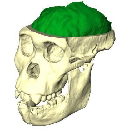 New evidence: Australopithecus sediba is the best candidate for the ...