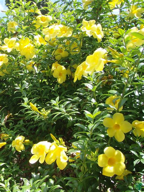 Buy Allamanda Cathartica 'Yellow' Online | Peppyflora®