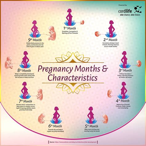 The Stages Of Pregnancy