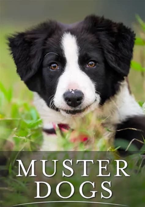 Muster Dogs Season 1 - watch full episodes streaming online