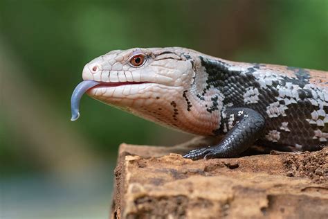 Blue Tongued Skink