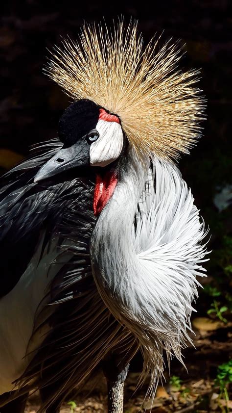 East African crowned crane by Clark Oden - Fun fact: Crowned cranes are the only cranes that ...