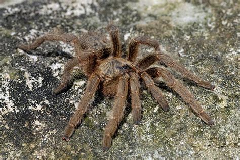 Baboon Spider Photograph by Peter Chadwick - Fine Art America