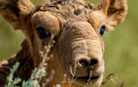 Rare Saiga antelope population now over a million in Kazakhstan - Raw Story