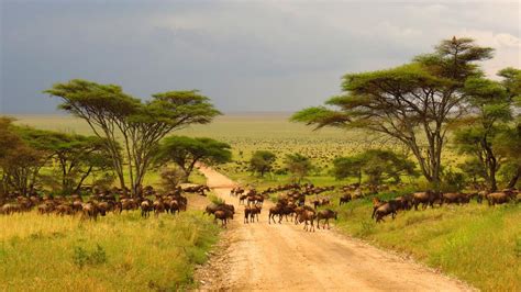 Over 70% of Africa's grazing land is facing degradation due to invasive plant species