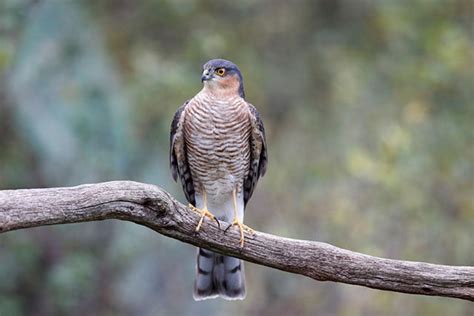 Sparrowhawk | Bird Identification Guide | Bird Spot