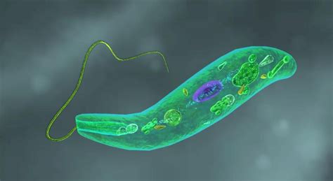 Euglena Viridis