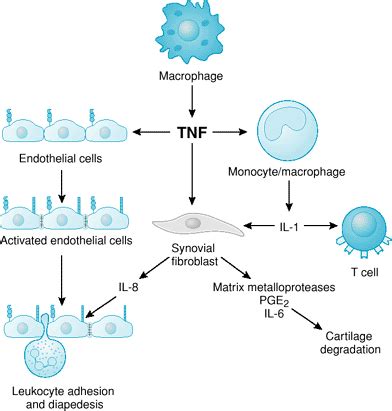 Mechanism of action, indications and adverse effects of: etanercept ...