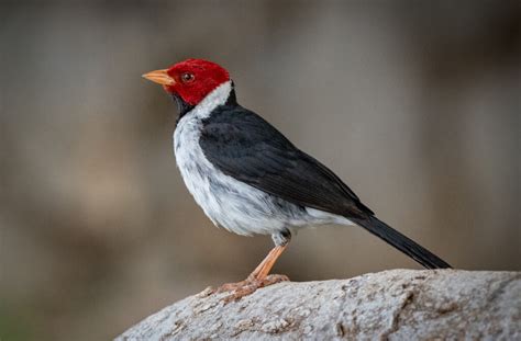 Yellow-billed Cardinal - Owen Deutsch Photography